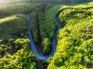 Green forest with curve road at sunset