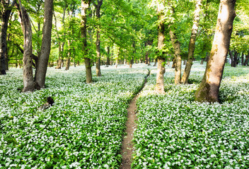 Forest trail covered with wild white garlic seen from above.