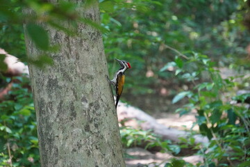 Black-rumped Flameback, also known Lesser Golden-backed Woodpecker or Lesser Goldenback bird on tree trunk