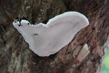 shelf fungus, likely from the Ganoderma genus, commonly known as bracket fungi in close-up