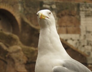 seagull on the rock