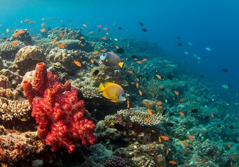 Fototapeta premium サンゴ礁の息吹