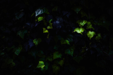 Dark ivy leaves with glowing green highlights, perfect for eco-brand logos or nature-themed websites. Elevate your sustainable project with this striking leaf texture.