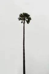 Selbstklebende Fototapeten Tall Palm Tree with Textured Fronds Against the Sky © Floral Deco