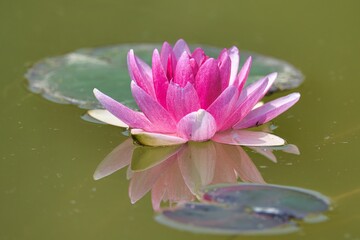 Pink Water Lily Reflection