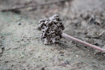 earthworm cast which is the excrement of an earthworm in closeup 