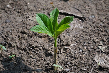 Tacca leontopetaloides plant, also known as Polynesian arrowroot, Fiji arrowroot, or East Indies arrowroot plant in closeup