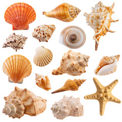 Seashells Collection Various Ocean Shells and Starfish