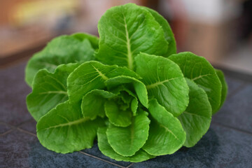 Close up of fresh Cos Lettuce, dark green leaves on blue table selective focus 