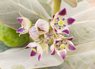Flowers Blooms of Desert Calotropis procera, Cairo, Egypt