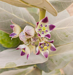 Flowers Blooms of Desert Calotropis procera, Cairo, Egypt