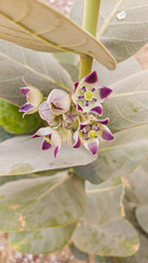 Flowers Blooms of Desert Calotropis procera, Cairo, Egypt