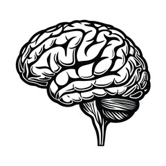 Human Brain Illustrations, Human Brain Silhouettes, Anatomical Brain Icons.