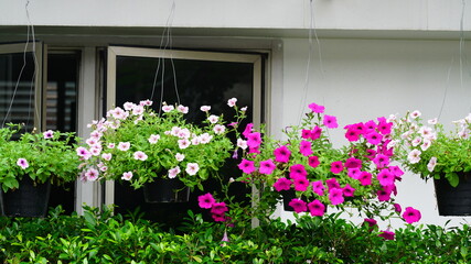 활짝 핀 페튜니아