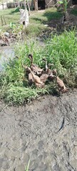 A group of brown-feathered domestic ducks (anas platyrhyncos domesticus) are resting in a grassy bush on the side of a muddy patch of ground.