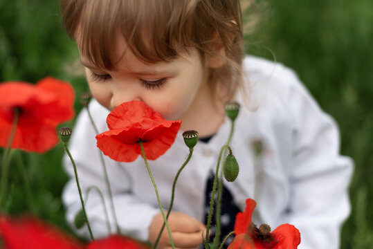 A little girl smelling the poppy in the garden.