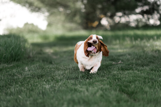 Playful hound runs freely outdoors enjoying fresh grassy open space