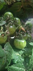 photo of tomatoes on a branch