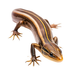 Obraz premium Five-lined Skink: Lizard Facts