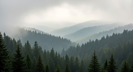 Fototapeta premium forêt de sapins
