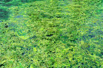 The old pond is all covered in silt.