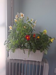flowers in the window