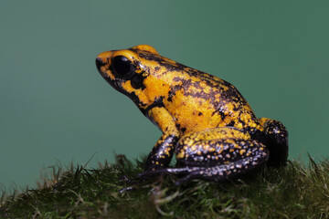 Phyllobates terribilis 