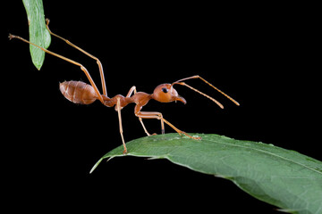 Weaver ants try to cross the next leaf on isolated backkground, Weaver ant activity on leaf with...