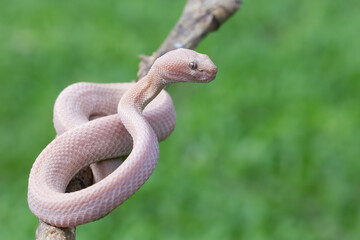 Trimeresurus purpureomaculatus on branch, Mangrove pit viper with defensive position on branch, Indonesian viper snake