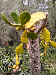 Old huge cactus in Cascais Park (Portugal).