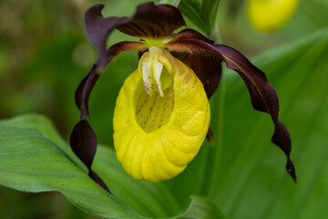 Wilde Schönheit. Makroaufnahme, Frauenschuh Orchideen Blüte im Warmtal auf der Schwäbischen Alb.