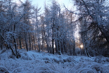 Winter forest, show, hoarfrost, sun trying to get through the trees