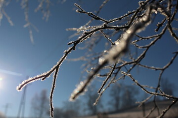 Makro photography of flowers covered with hoarfrost