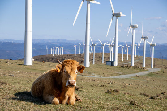 Wind turbines rise over grazing cows in Meizoso, Galicia, Spain — a peaceful harmony between renewable energy and rural life near the dramatic Costa da Morte.