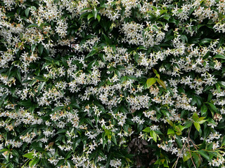common jasmine plant scient. name Jasminum officinale
