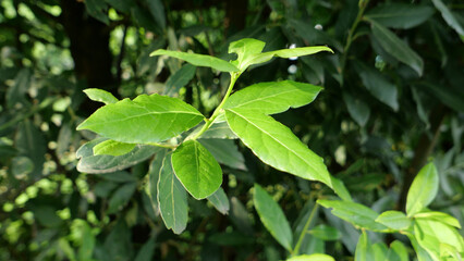laurel bay tree leaves