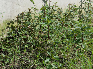 peppermint plant scient. name Mentha piperita selective focus