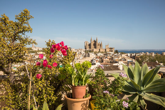 Spain, Balearic Islands, Palma de Mallorca, Potted plants growing outdoors in summer with Cathedral of Santa Maria of Palma in background