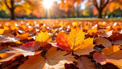 Golden maple leaves cover the ground in autumn sunlight, creating a vibrant scene