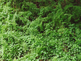 Lots of leaves in a dense shady forest for nature and environment background.