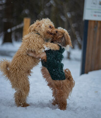 shih tzu dog plays with another dog in the park in winter in the snow 