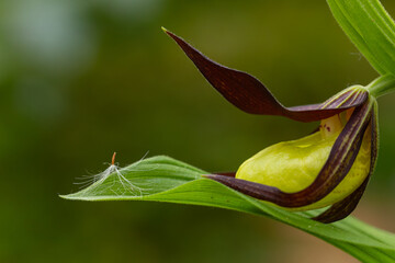 Wilde Schönheit in Nahaufnahme. Frauenschuh Orchideenblüte im Warmtal auf der Schwäbischen Alb.