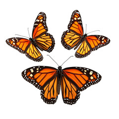 Fototapeta premium Three monarch butterflies with orange and black wings isolated against a black background image design isolated on transparent background