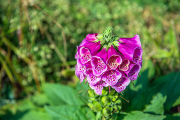 Close-up of a purple flowering common foxglove plant on a sunny day in springtime. The lower flowers on the stem have already finished blooming and seed pods are now being formed there.
