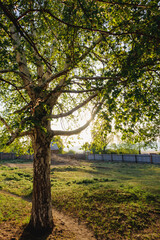 Fototapeta premium Birch tree in sunset light in the park 