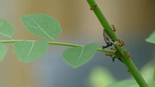 Strang treehoppe on branch in Thailand.