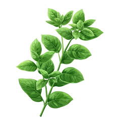 Fototapeta premium Fresh basil plant isolated isolated on transparent background, png