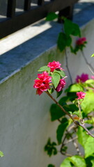 Close-up of vibrant pink bougainvillea flowers blooming on a sunny day. The plant climbs along a wall, creating a beautiful contrast between vivid petals and lush green leaves.
