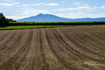 Harvested fields and Mt. Shari