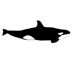 Orca Whale (Killer Whale) Silhouette